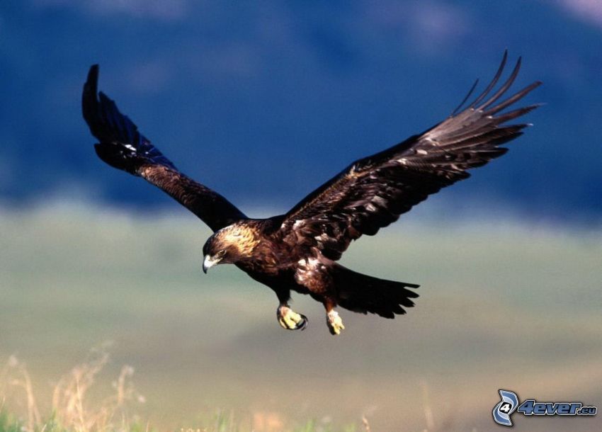 águila, aterrizaje, alas