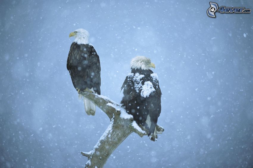 águila, madera, nieve