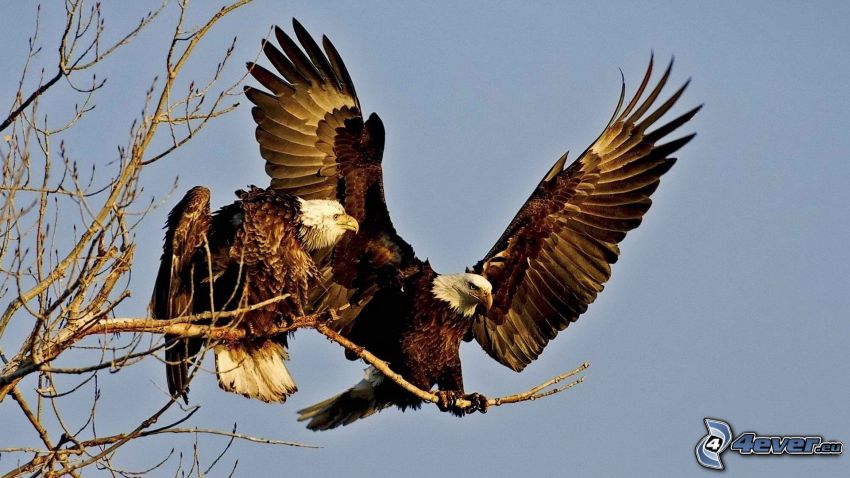 águila, ramas