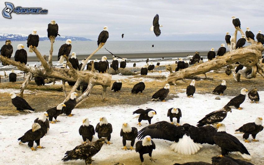 águila, tronco seco