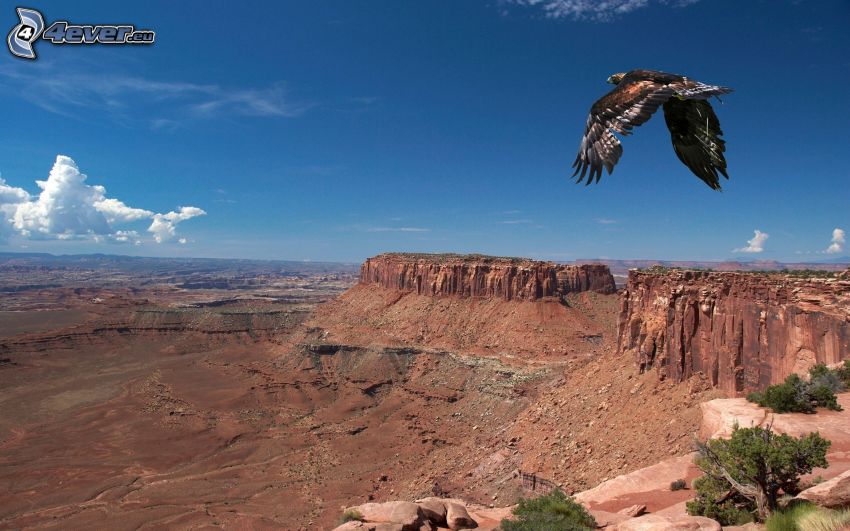 águila, vuelo, vista del paisaje