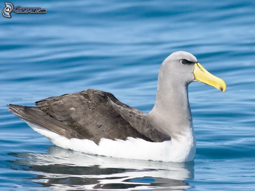 albatros, agua