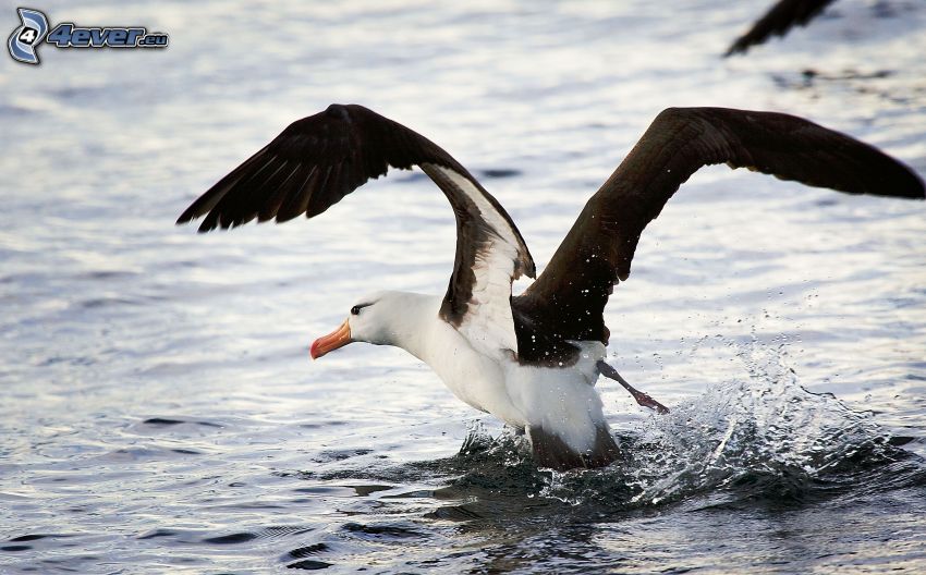 albatros, alas, agua