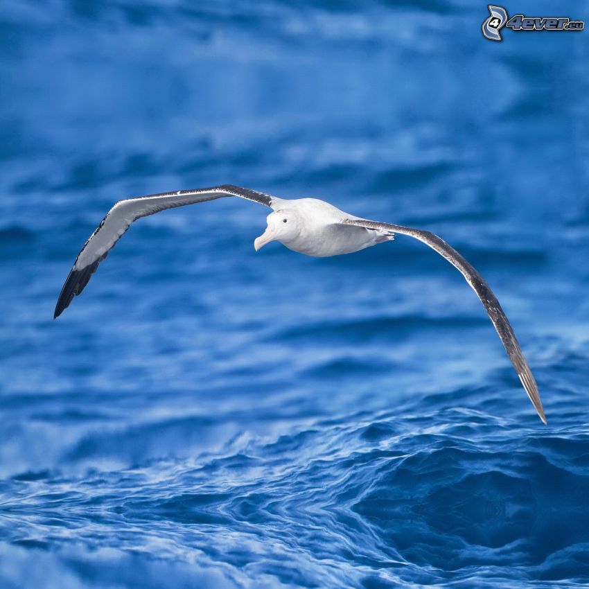 albatros, vuelo, agua