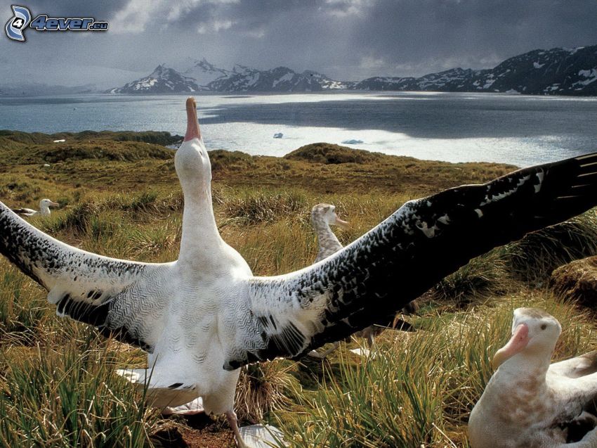 albatroses, alas, río, montañas nevadas