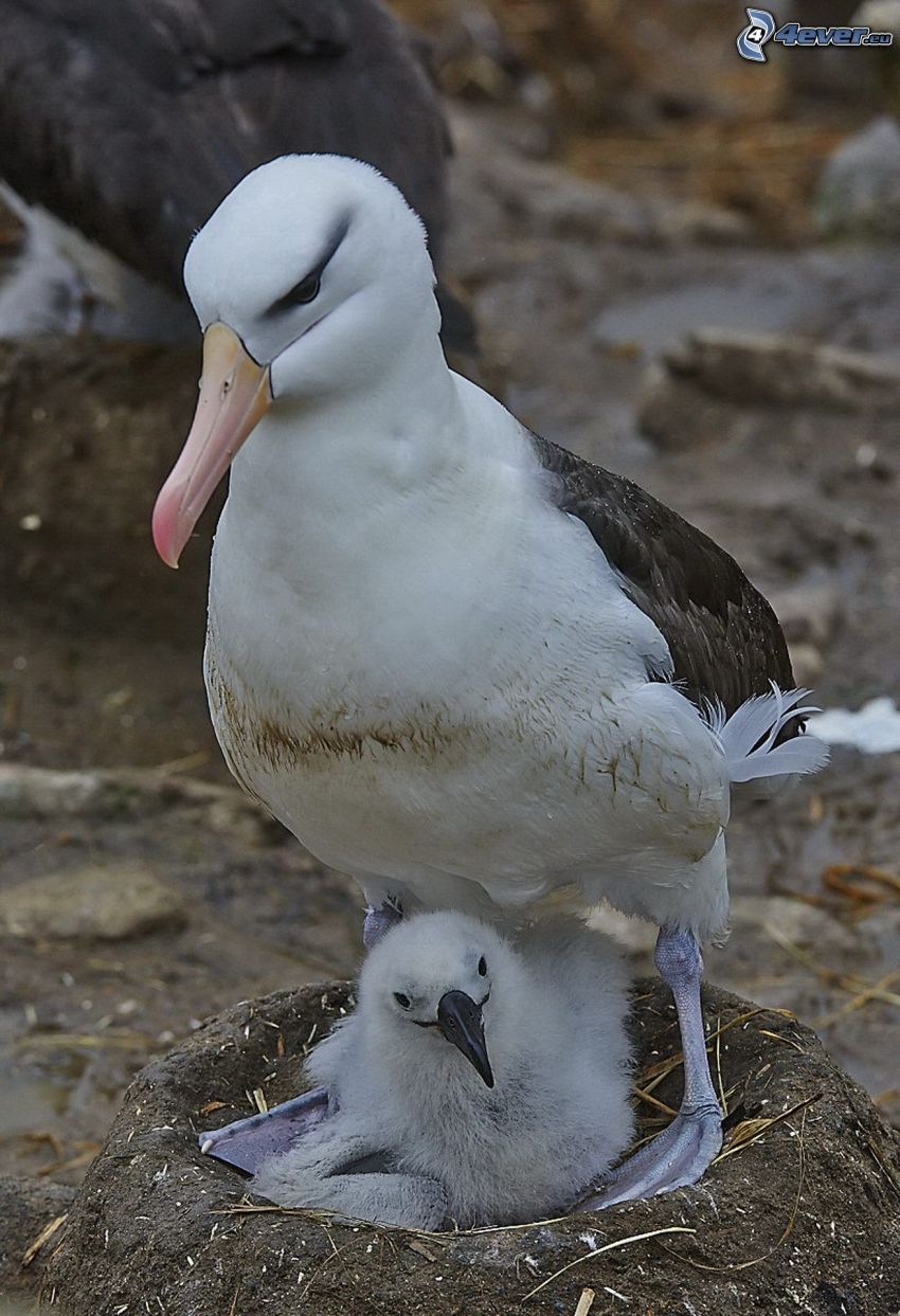 albatroses, cachorro, nido