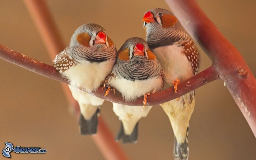 aves, pájaros en una rama