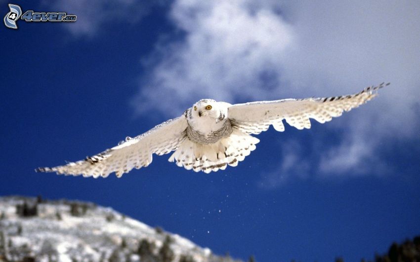 búho blanco, vuelo