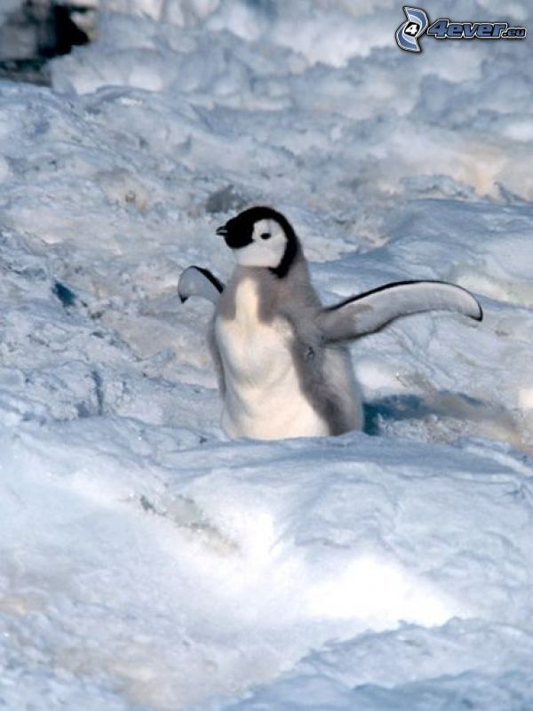 cachorro de pingüino, nieve