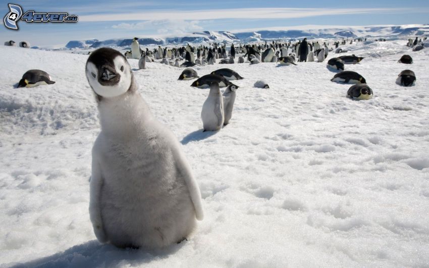 cachorro de pingüino, pingüinos, nieve