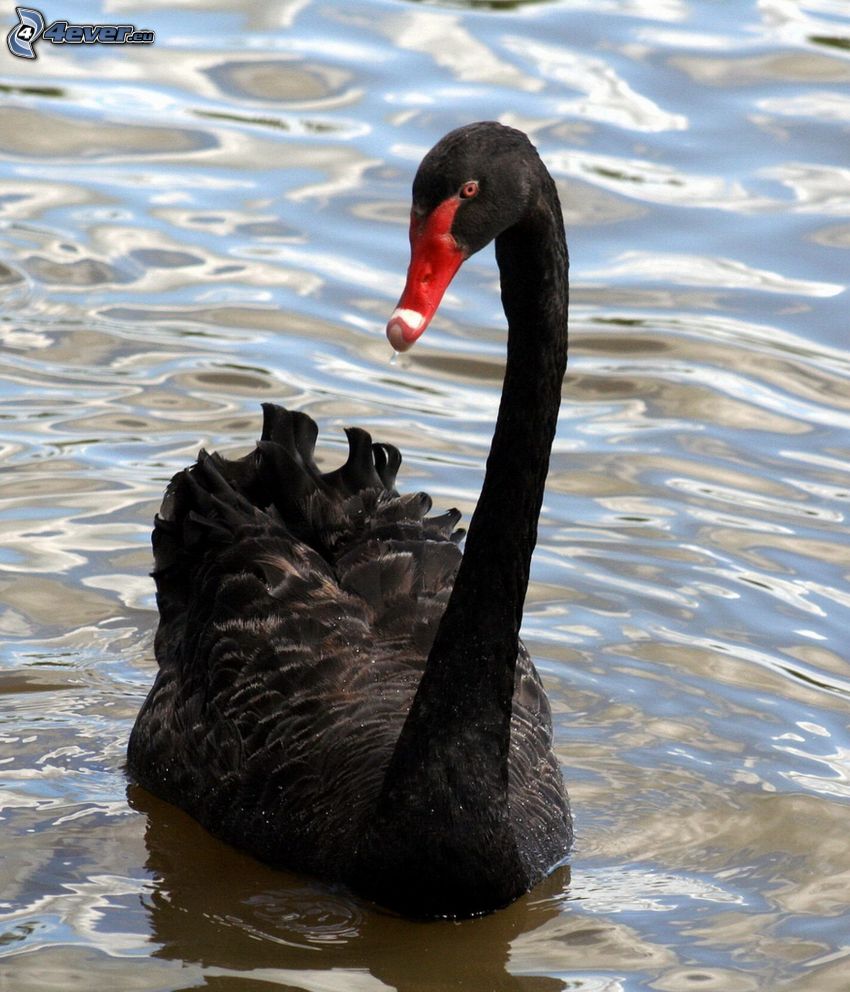 cisne negro, agua