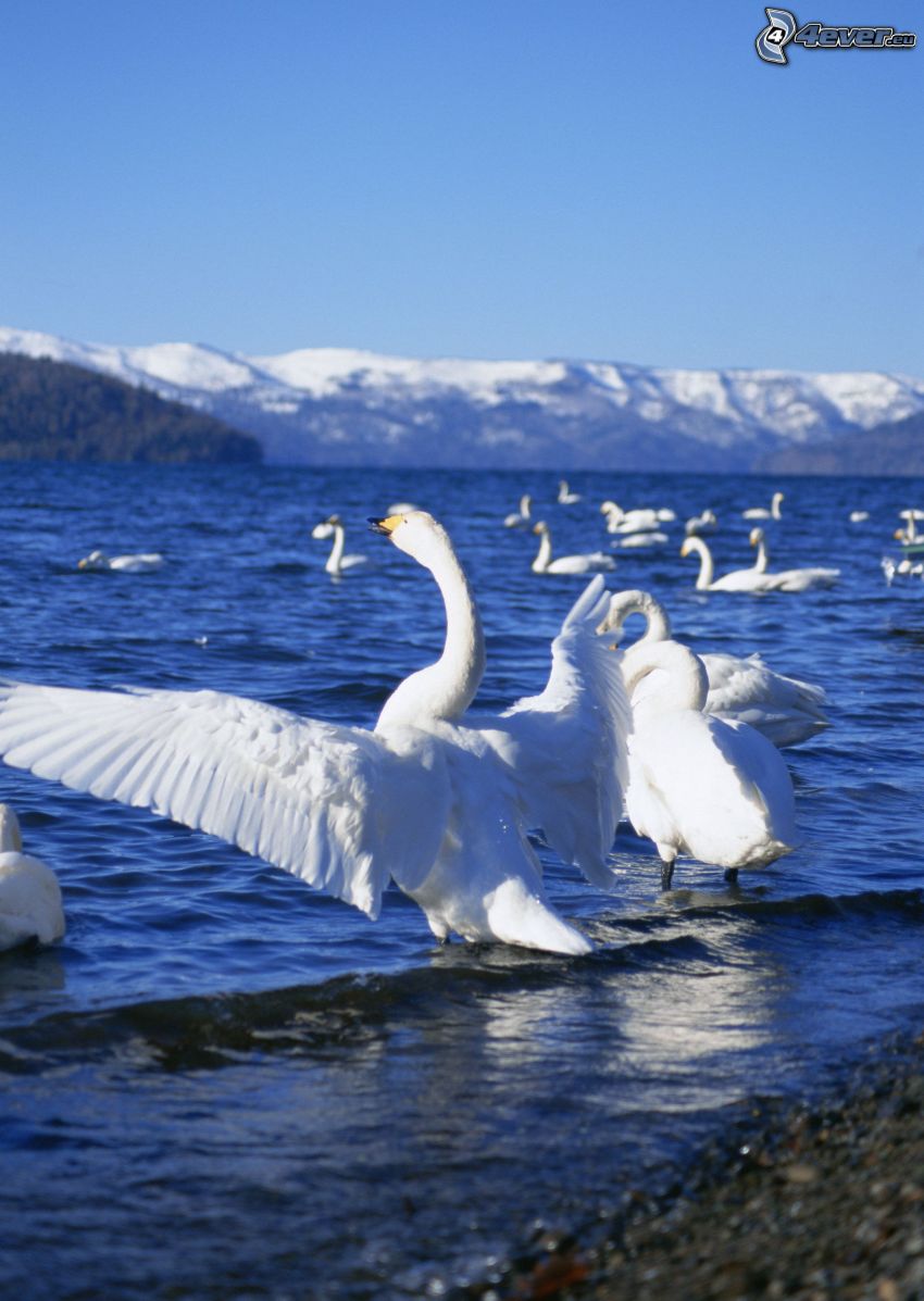 cisnes, alas, lago, colinas cubiertas de nieve