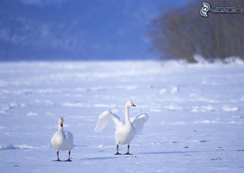 cisnes, alas, nieve