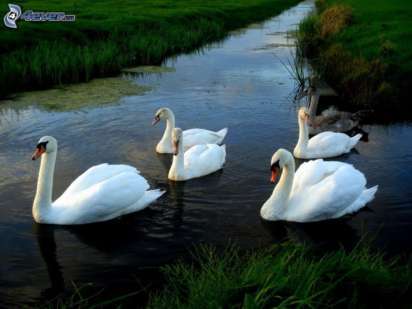 cisnes, canal fluvial