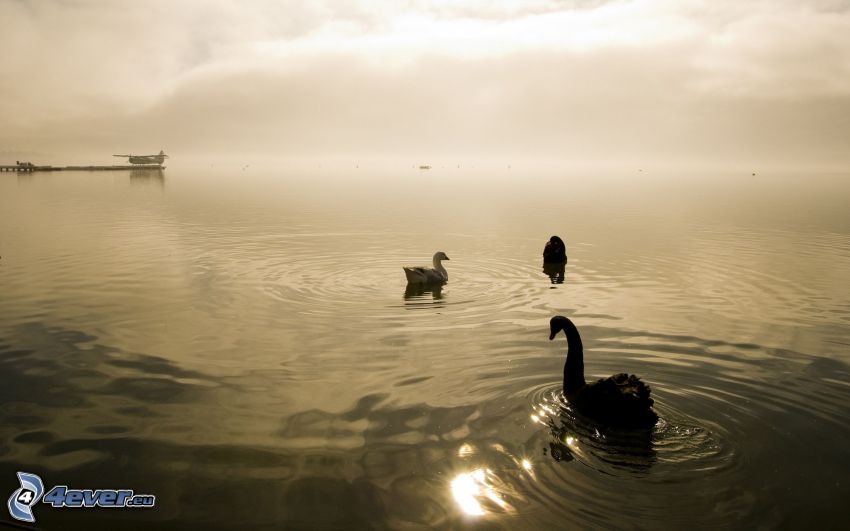 cisnes, lago