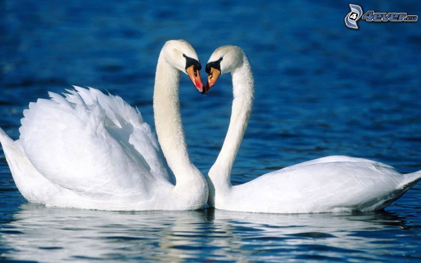 cisnes enamorados, agua
