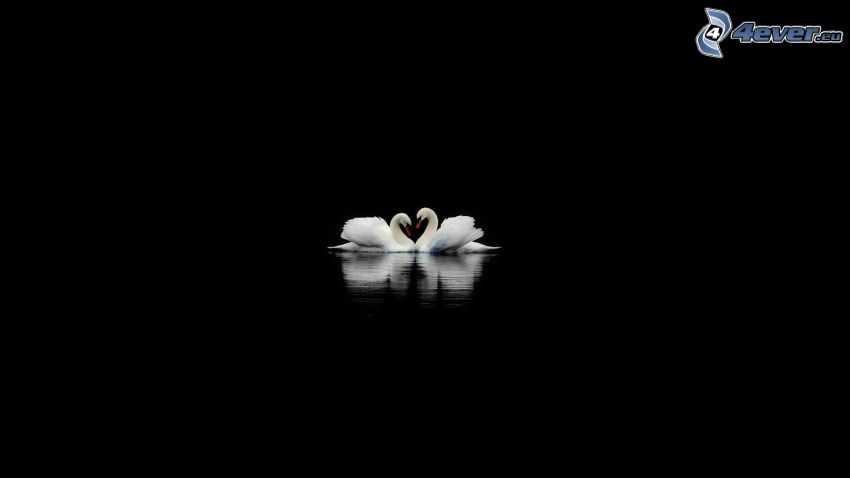 cisnes enamorados