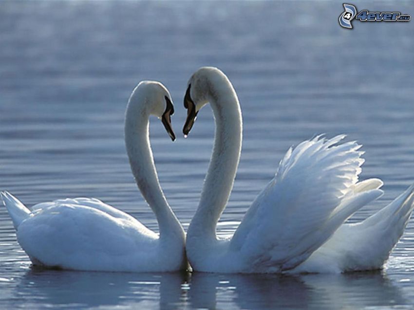 cisnes enamorados