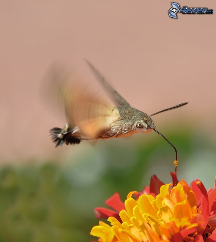 colibrí, flor