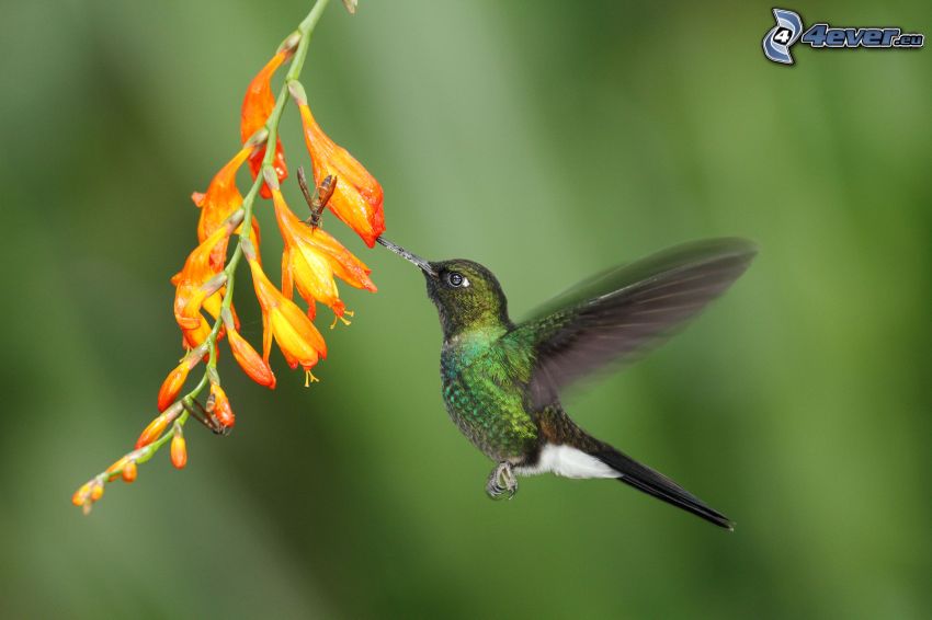 colibrí, flor