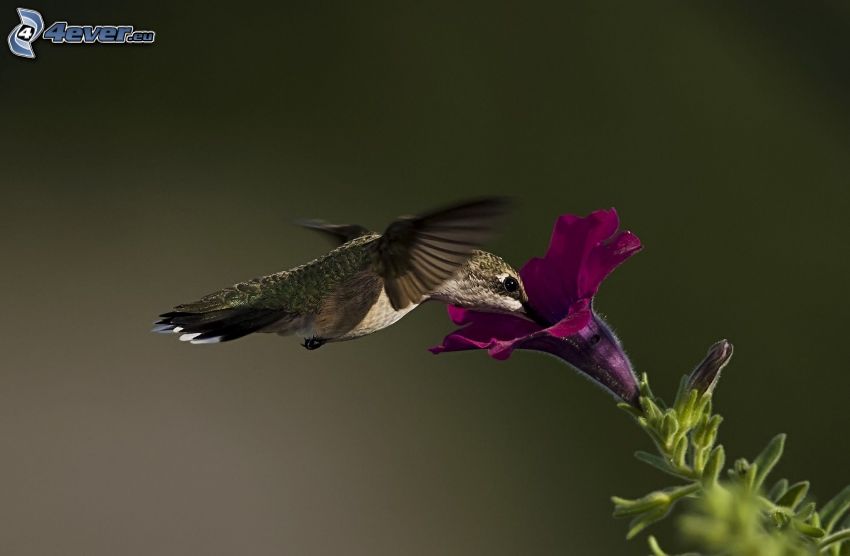 colibrí, flor púrpura