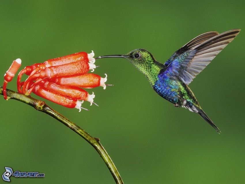 colibrí, flor roja