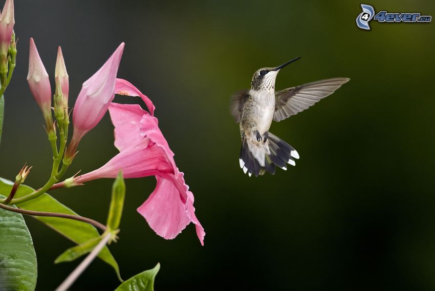 colibrí, flor rosa