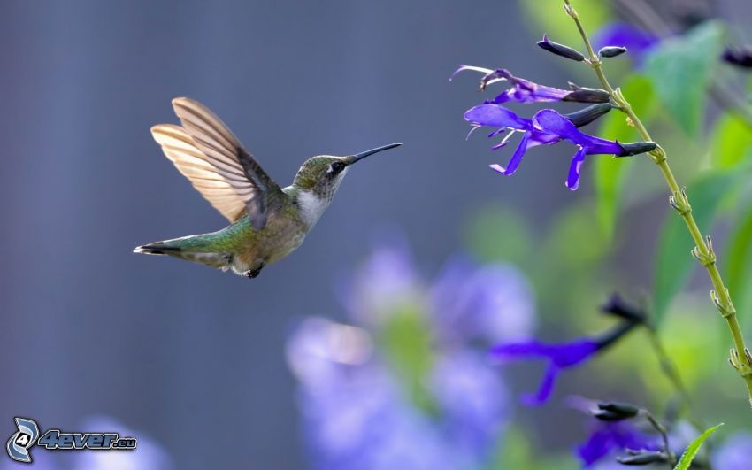 colibrí, flores de color azul