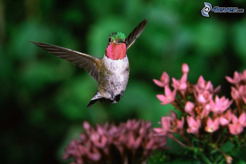 colibrí, flores de color rosa