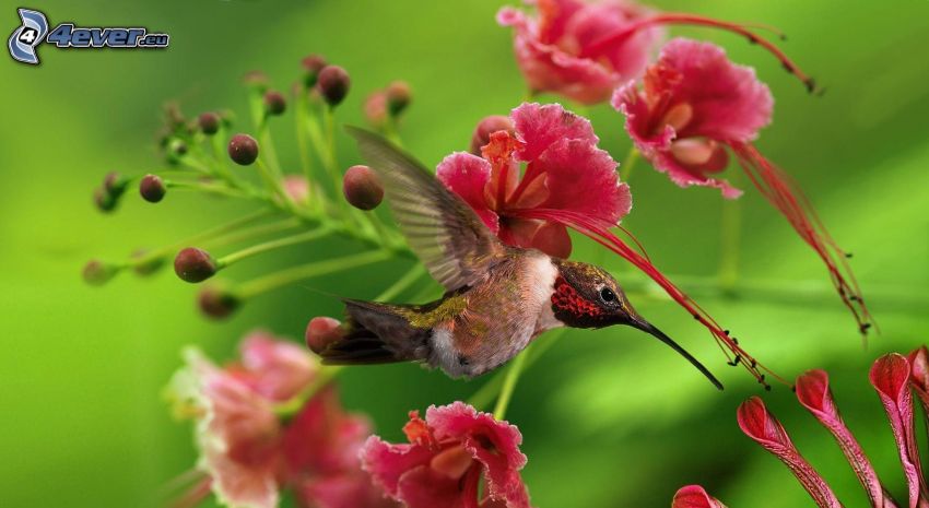 colibrí, flores de color rosa