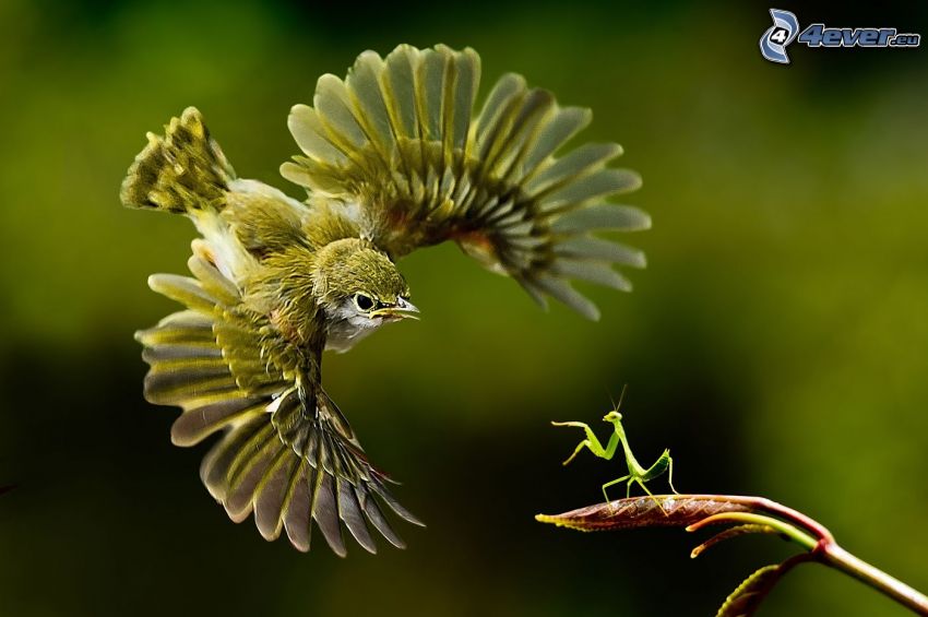 colibrí, mantis religiosa