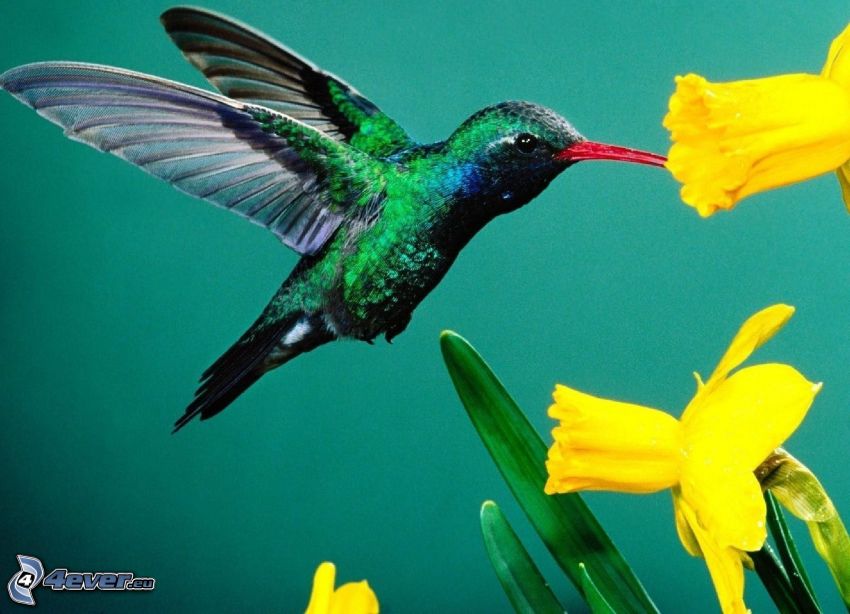 colibrí, narcisos