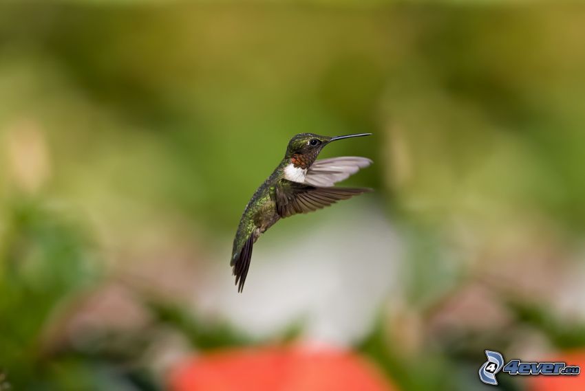 colibrí, pájaro