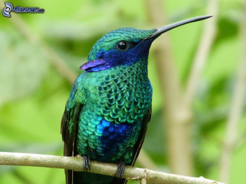 colibrí, pajaro azul, rama