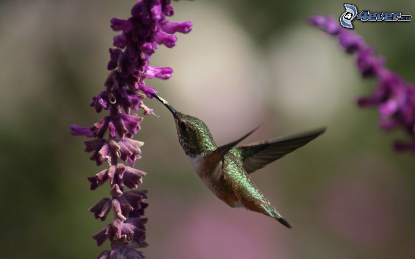 colibrí, vuelo, flor púrpura