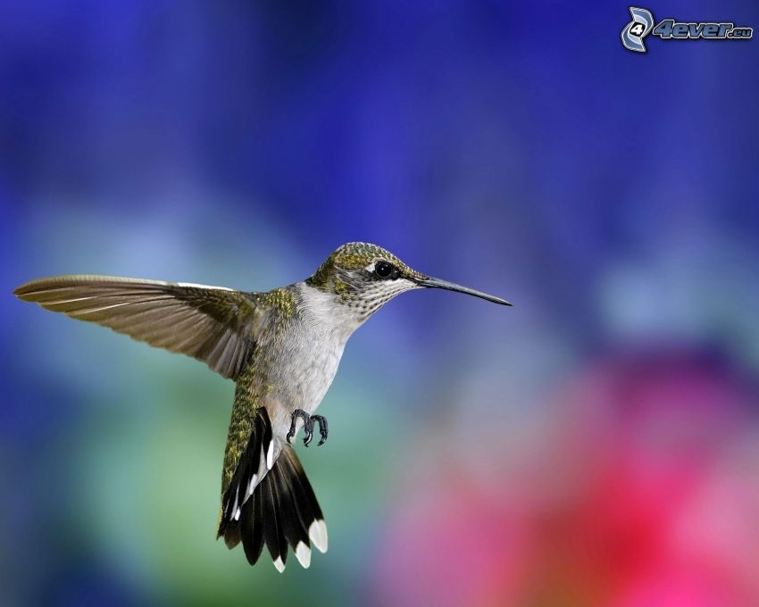 colibrí, vuelo