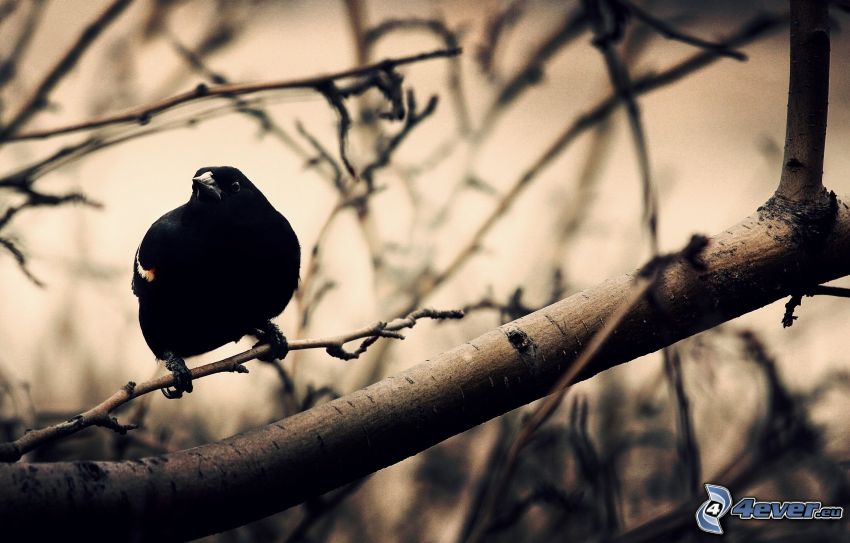cuervo, pájaro en una rama