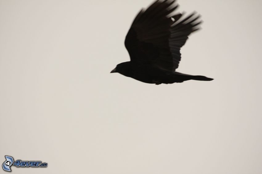 cuervo, vuelo