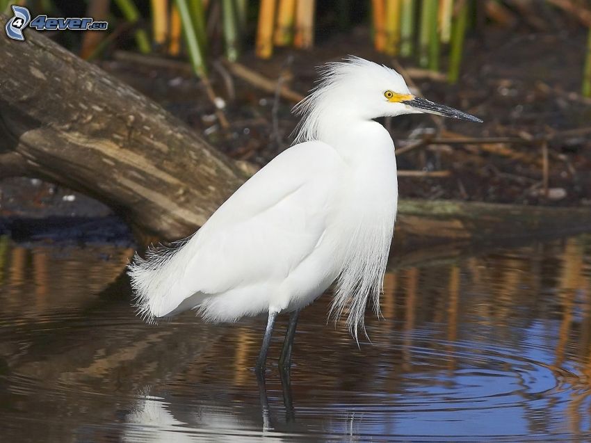 garza, piscina