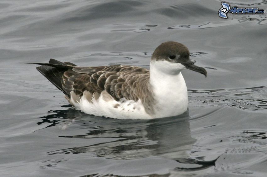 gaviota, agua