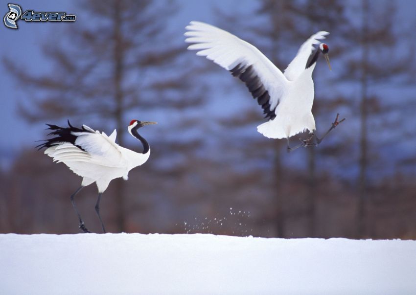 Grúas pájaro, aterrizaje, nieve