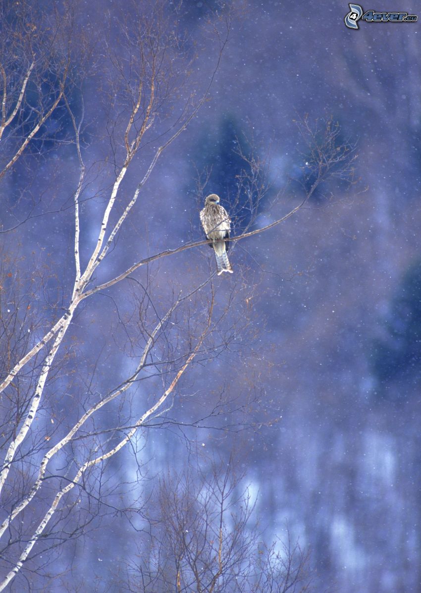 halcón, pájaro en una rama, la nevada
