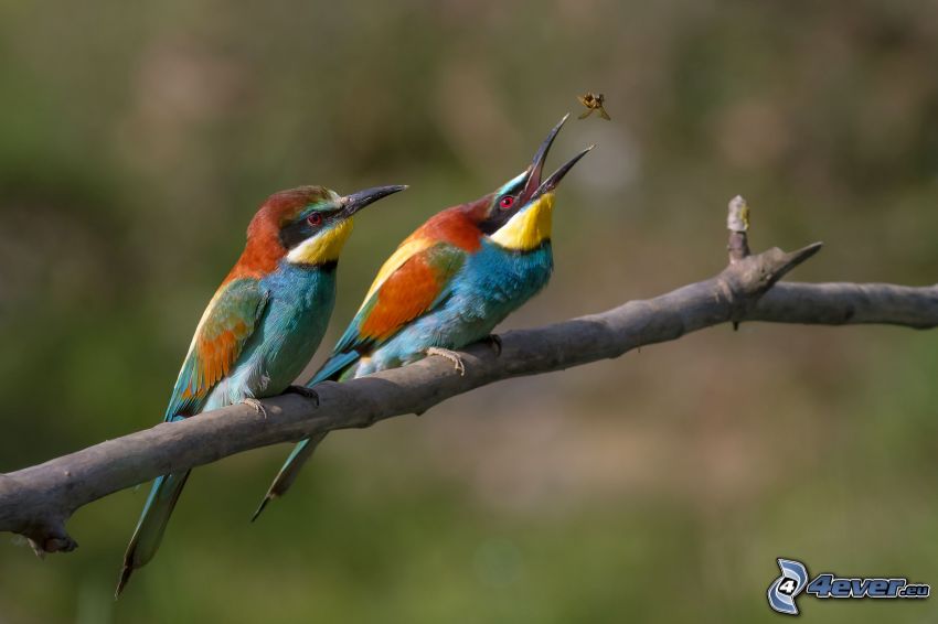 Merops apiaster, pájaros coloridos en una rama, mosca