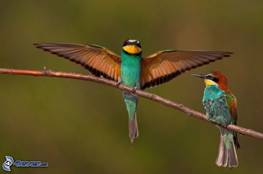 Merops apiaster, pájaros coloridos en una rama
