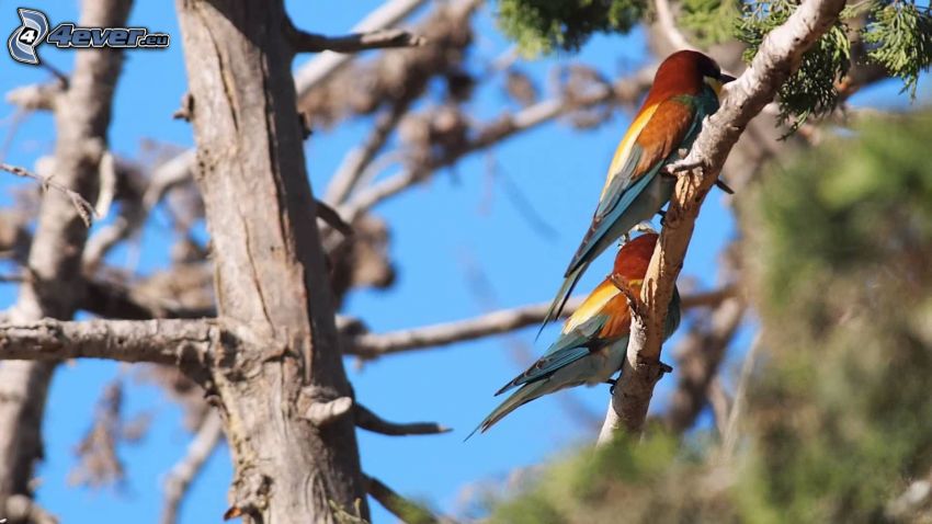 Merops apiaster, pájaros en una rama