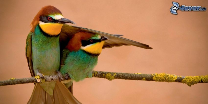 Merops apiaster, pájaros en una rama