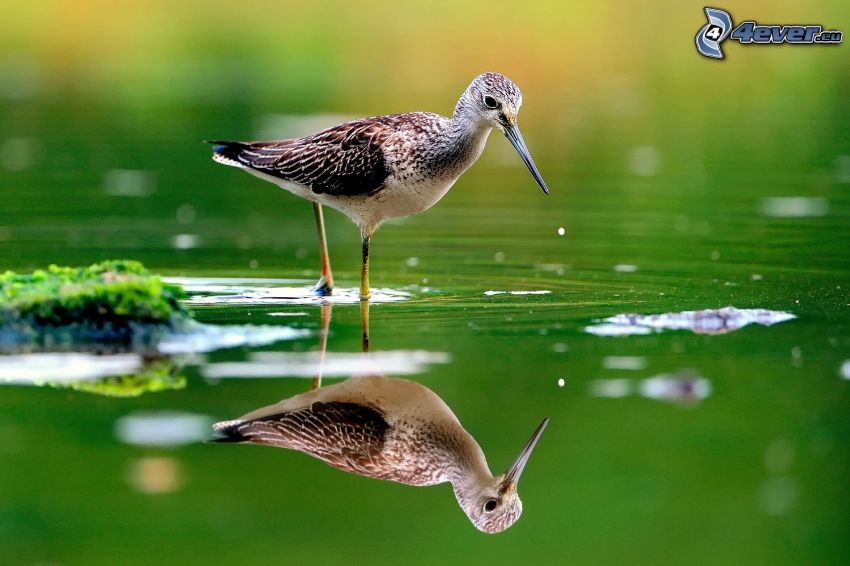 pájaro, agua, reflejo