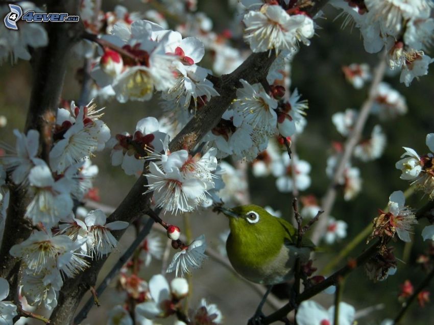 pájaro, árbol florido