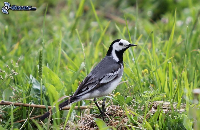 pájaro, hierba