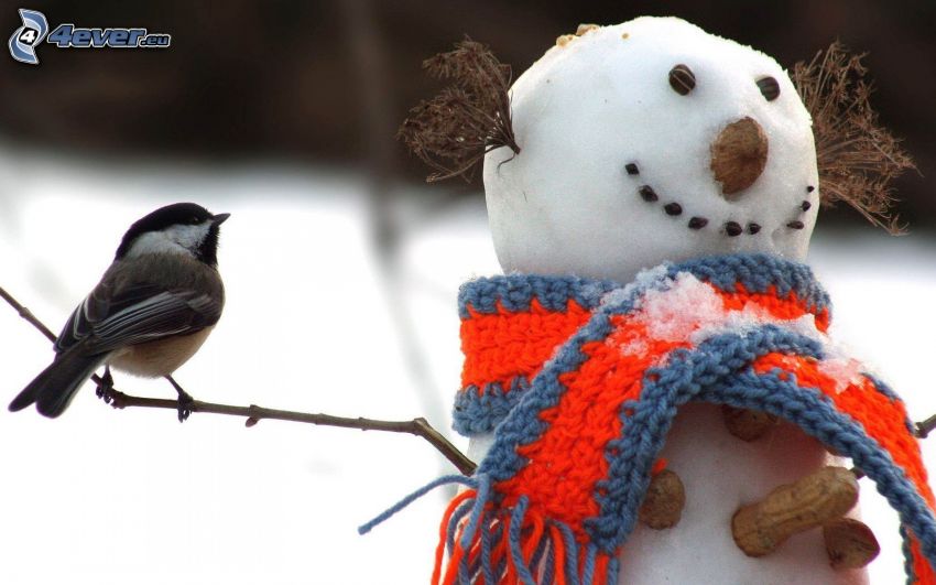 pájaro, muñeco de nieve, bufanda